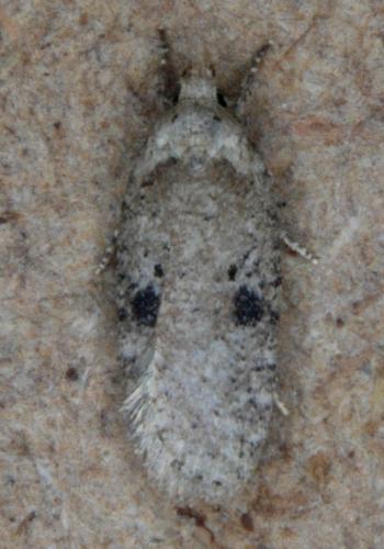 Réf. 179 577 : Agonopterix propinquella